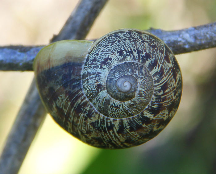 Brown Garden Snail